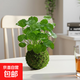 銅錢(qián)草苔蘚球水培好養室內招財植物桌面小盆栽辦公室茶幾桌面綠植 銅錢(qián)草苔蘚球 高度（20-25cm）