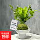 火焰鳥(niǎo)巢蕨苔蘚球蕨類(lèi)植物苔玉水培室內花卉耐陰植物好養綠植盆栽 火焰鳥(niǎo)巢蕨苔蘚球+白啞光平口盆+吊卡 帶盆栽好