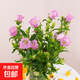 風(fēng)鈴草鮮花云南鮮花基地直發(fā)水養插花花束搭配仙氣飄飄送女友禮物 粉色風(fēng)鈴1扎