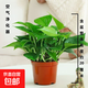 特價(jià)綠蘿盆栽室內客廳辦公室吸甲醛凈化空氣水培植物綠植花卉好養 【實(shí)惠2盆】綠蘿+原盆原土 整體含盆高度20-25cm