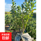 藍莓樹(shù)苗盆栽帶果當年結果南北方種植兔眼特大陽(yáng)臺果樹(shù)苗當年結果 5年苗原盆土6-10分支約60cm高結果多帶花帶葉