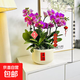 年宵花蝴蝶蘭室內花卉盆栽綠植客廳四季開(kāi)花春節年貨裝飾過(guò)年擺件 粉色系8劍蝴蝶蘭【品種隨機】北歐盆
