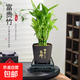 富貴竹盆栽植物室內凈化空氣綠植荷花竹辦公室桌面四季好養小盆栽 荷花竹+節節高升盆+方底座【1盆】 盆口直徑約8cm
