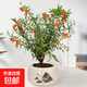 石榴花盆栽果樹(shù)苗帶果觀(guān)賞可食用室內陽(yáng)臺四季開(kāi)綠植盆景花卉旺宅 旭日東升陶瓷+石榴花30-40cm高 含盆