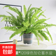 波士頓蕨耐陰水培綠植霸王蕨盆栽大盆長(cháng)藤葉垂吊腎蕨客廳室內雨林 波斯頓蕨20-30cm高+吸水加侖盆