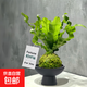火焰鳥(niǎo)巢蕨苔蘚球蕨類(lèi)植物苔玉水培室內花卉耐陰植物好養綠植盆栽 火焰鳥(niǎo)巢蕨苔蘚球+黑啞光平口盆+吊卡 帶盆栽好