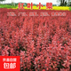 紅葉小檗樹(shù)苗紫葉小檗紅葉小波樹(shù)苗工程綠化帶刺籬笆東北耐寒植物 紅葉小檗球40厘米冠幅 80cm(含)-89cm(含)