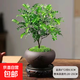 清香木盆栽室內驅蚊草植物胡椒葉子辦公室花卉盆景小綠植凈化空氣 清香木+舍得紫砂盆+高腳底托 帶盆栽好