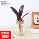 橡皮樹(shù)水培黑金剛水養植物花金剛盆栽辦公桌觀(guān)葉小綠植橡膠樹(shù)彩葉 黑金剛+玻璃燈籠瓶 整體高度（20-30cm）