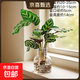 孔雀竹芋水培盆栽綠植室內客廳桌面凈化空氣四季常青網(wǎng)紅觀(guān)葉植物 水培孔雀+透明香薰樹(shù)脂瓶 含盆