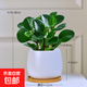 鏡綠碧玉綠植小盆栽辦公室內桌面裝飾綠化四季好養耐陰植物工位 碧玉+白蛋陶瓷盆+竹托（陶瓷） 帶盆栽好