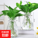 帶花瓶綠蘿水培好養盆栽辦公室內花卉綠植懶人綠籮除甲醛凈化空氣 綠蘿+透明鉆玻璃瓶（2套） 高度（20-25厘米左右）