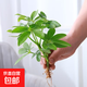 【爆款】八方來(lái)財鴨腳木綠植花卉發(fā)財樹(shù)四季常青懶人耐寒耐熱植物 八方來(lái)財免澆水小苗1枝