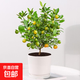 年宵花四季金桔春節盆栽過(guò)年裝飾帶果可食用陽(yáng)臺綠植物花卉小橘子 金桔帶果+白色圓柱瓷盆26-38cm 含盆