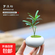 迷你羅漢松指尖微型盆栽桌面迷你拇指好養植物掌中寶盆景觀(guān)葉綠植 羅漢松2顆+白色 鵪鶉蛋盆+塑料白托