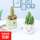 仙人球盆栽辦公室桌植物室內開(kāi)花多肉綠植防輻射植物萬(wàn)重山仙人掌 金手指+萬(wàn)重山+綠/白表情盆+沙 含盆/含土