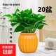 特價(jià)綠蘿盆栽室內客廳辦公室吸甲醛凈化空氣水培植物綠植花卉好養 【喬遷新居20盆】綠蘿+橙色南瓜盆自吸水 整體含盆高度20-25cm
