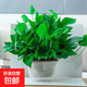 特價(jià)綠蘿盆栽室內客廳辦公室吸甲醛凈化空氣水培植物綠植花卉好養 【4盆】180綠蘿+透明吸水盆 整體含盆高度20-25cm