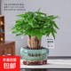 【綠蘿盆栽】吸甲醛凈化空氣水培綠植物懶人花卉好養搬家禮物全 【喬遷之喜】5年粗壯三桿發(fā)財樹(shù)+招財進(jìn)寶元寶陶瓷盆 整體含盆高度20-25cm