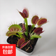 豬籠草盆栽植物花卉室內驅蚊草綠植陽(yáng)臺捕蟲(chóng)草食蟲(chóng)草吊蘭好養活 約5-9cm食蟲(chóng)草（大苗）看好尺寸