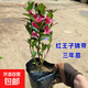 紅王子花苞錦帶花苗樹(shù)五彩苗耐寒耐旱盆栽綠化庭院別墅花園綠植 3年苗當年開(kāi)花約20-30cm