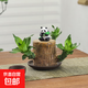（帶牙發(fā)貨）北歐水培幸運木巴西木花卉綠植植物室內辦公室盆栽 （帶3-4牙) 巴西木+隨機熊貓+紫砂托盤(pán) 含盆