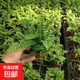 波士頓蕨耐陰水培綠植霸王蕨盆栽大盆長(cháng)藤葉垂吊腎蕨客廳室內雨林 波斯頓蕨20-30cm高原盆土一盆