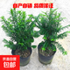南方紅豆杉樹(shù)苗地栽景凈化空氣大型庭院植物正曼迪亞紅豆杉苗盆景 多分支已授粉30-40厘米2棵【成活】 不含盆