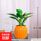 大葉金鉆綠公主盆栽植物除甲醛綠植辦公室四季常青室內客廳擺放全 【1盆】金鉆+橙南瓜吸水盆 含盆高度15-20厘米