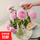 牡丹菊鮮花吸色菊花云南鮮花直發(fā)居家插花水養花束節日惦念花束 染色牡丹菊淺粉色3枝
