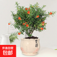 石榴花盆栽果樹(shù)苗帶果觀(guān)賞可食用室內陽(yáng)臺四季開(kāi)綠植盆景花卉旺宅 白色堅持盆+石榴花30-40cm高 含盆