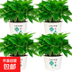 【整體高度18-28CM】綠蘿盆栽植物凈化空氣新房吸甲醛好養花卉 180#四葉草幸運盆綠蘿4盆+肥5 花盆直徑約為15CM