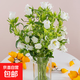 風(fēng)鈴草鮮花云南鮮花基地直發(fā)水養插花花束搭配仙氣飄飄送女友禮物 白色風(fēng)鈴1扎