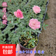 姬月季日本姬乙女姬超微薔微迷你盆景庭院室內陽(yáng)臺面盆栽花卉 約15-20cm天荷繁星 帶盆栽好