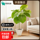 愛(ài)心榕盆栽綠植室內客廳凈化空氣懶人好養活四季常青觀(guān)葉大型植物 80-90cm愛(ài)心榕+菱形樹(shù)脂盆 無(wú)規格