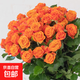 橙色芭比多頭泡泡玫瑰鮮花禮物38婦女女神節 橙芭比多頭泡泡10枝
