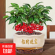 年宵花富貴籽盆栽春節裝飾植物金玉滿(mǎn)堂招財花卉綠植過(guò)年喜慶年貨 五年矮化老樁富貴籽（目前青果）+招財進(jìn)寶光面陶瓷盆