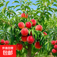 桃樹(shù)苗嫁接甜脆水蜜桃油桃黃桃樹(shù)苗庭院盆地栽南北方種植果樹(shù)苗木 春蜜桃6年苗【掌柜推薦】當年結果