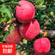 蘋(píng)果樹(shù)苗嫁接紅富士冰糖心國光蘋(píng)果庭院盆地栽南北方種植果樹(shù)苗 紅富士5年苗【當年結果】掌柜推薦