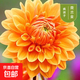 大麗花重瓣巨型花四季種球地瓜花種子球根花卉庭院種植花盆栽植物 A1【荷蘭金】