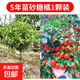 砂糖橘樹(shù)苗地栽盆栽南北方種植廣西沙糖桔子苗嫁接無(wú)籽橘子樹(shù)果苗 砂糖橘5年精選壯苗