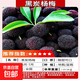 嫁接東魁楊梅樹(shù)苗特大楊梅樹(shù)果苗南方北方種植盆栽地栽果樹(shù)苗 黑炭楊梅3年苗(買(mǎi)2贈1)