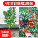 砂糖橘樹(shù)苗地栽盆栽南北方種植廣西沙糖桔子苗嫁接無(wú)籽橘子樹(shù)果苗 砂糖橘4年精選苗