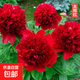 重瓣芍藥花苗帶芽根塊陽(yáng)臺庭院耐寒四季盆栽花卉春季開(kāi)花老樁勺藥 太陽(yáng)紅【5-7芽】送有機肥