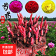 重瓣芍藥花苗帶芽根塊陽(yáng)臺庭院耐寒四季盆栽花卉春季開(kāi)花老樁勺藥 混色芍藥【5-8芽】送有機肥