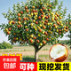 棗樹(shù)活苗北方南方大棗超甜特大庭院嫁接冬棗地栽果樹(shù)果苗當年結果 2年苗1顆【買(mǎi)2贈1】