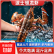 波士頓龍蝦 活凍大波龍  澳洲龍蝦海鮮水產(chǎn) 冷鮮生鮮蝦類(lèi) 活凍波士頓龍蝦 5.5-6斤/只