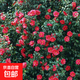 庭院耐寒大型花卉山茶花樹(shù)苗四季常青植物耐冬耐凍茶花樹(shù)苗綠化苗 耐冬茶花1公分粗