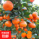 砂糖橘樹(shù)苗嫁接無(wú)籽沙糖桔子苗庭院陽(yáng)臺盆地栽南北方種植果樹(shù)苗 桔子3年苗【優(yōu)質(zhì)壯苗】