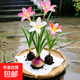 風(fēng)雨蘭種球開(kāi)花四季多年生蔥蘭好養易活植物庭院陽(yáng)臺花卉耐寒耐熱 混色【10顆】開(kāi)花滿(mǎn)盆